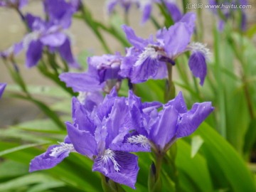 鸢尾花