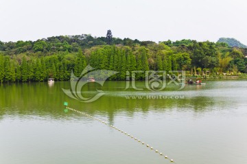 七星岩 水杉林