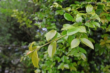 油茶树