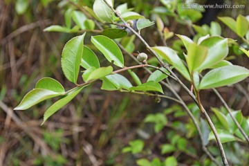 油茶