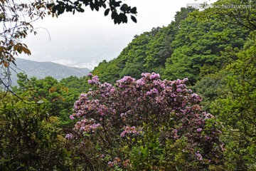 深圳梧桐山 森林植被 杜鹃花