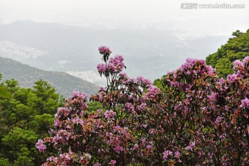 深圳梧桐山 森林植被