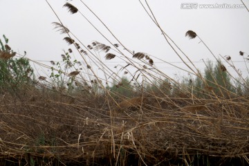 风中芦苇