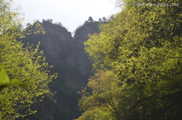 树木绿叶 山