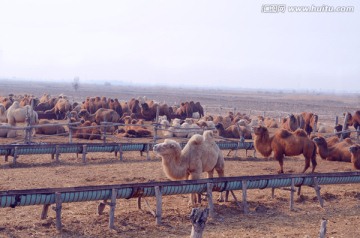骆驼群 畜牧养殖
