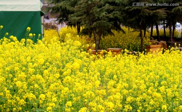 油菜花