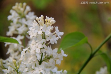 春天的花