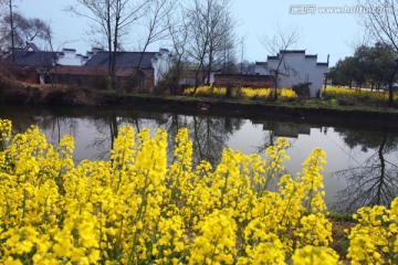 油菜花开  春天