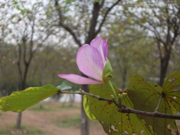 紫色紫荆花