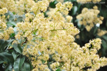 荔枝花