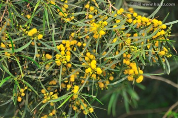 台湾相思树花