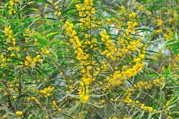 台湾相思树花