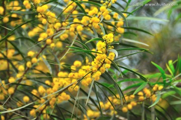 台湾相思树花