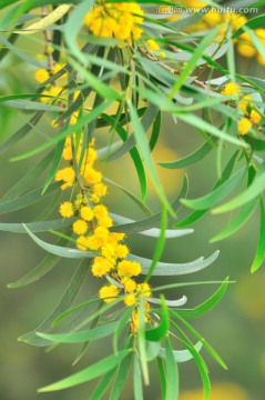 台湾相思树花