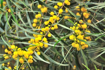 台湾相思树花