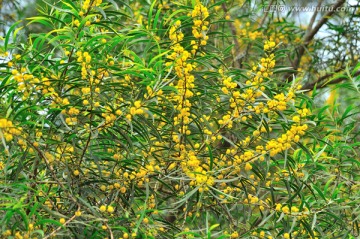 台湾相思树花