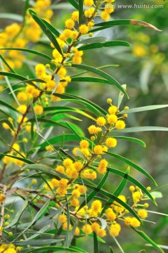 台湾相思树花