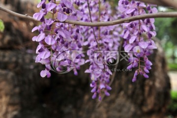 紫色花  藤本植物
