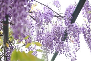 紫藤 景观树
