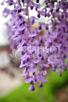 紫藤  紫色花