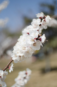 花瓣 红叶李 园林树木