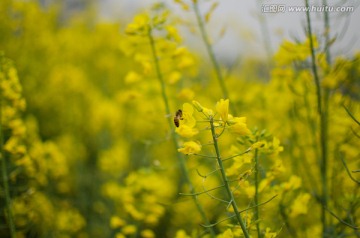 油菜花