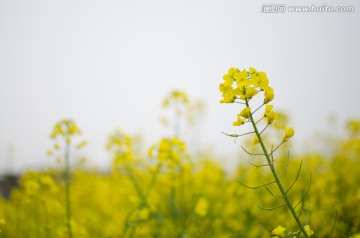 油菜花