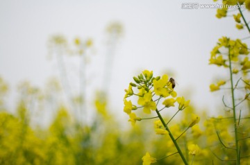 汉中 油菜花海