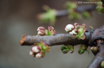 樱桃 花