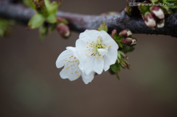 樱桃 花