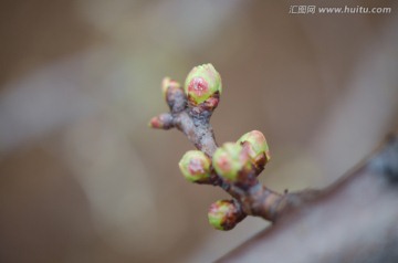 樱桃 花芽 花苞