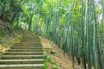 山中小路