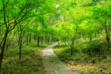 林中小路