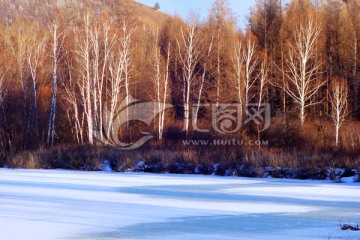 白桦林雪景