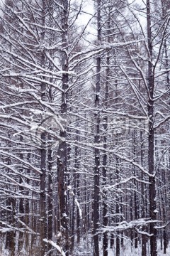 松林雪景