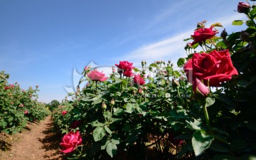 蓝天白云下的玫瑰花田