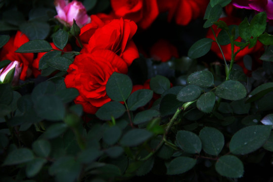 花艺 红玫瑰 月季花 蔷薇