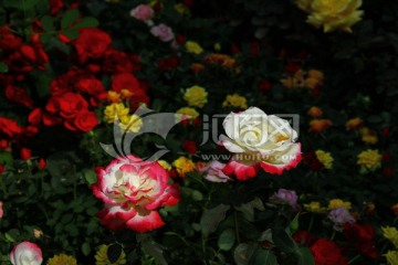 花朵 花海 庄园 玫瑰花 红玫