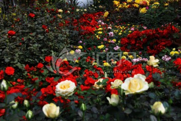 黄玫瑰 玫瑰花丛 花丛植物
