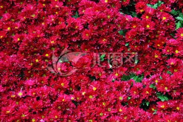 红花朵花卉