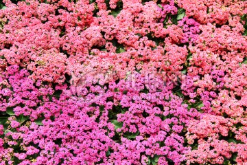 粉红花朵花卉