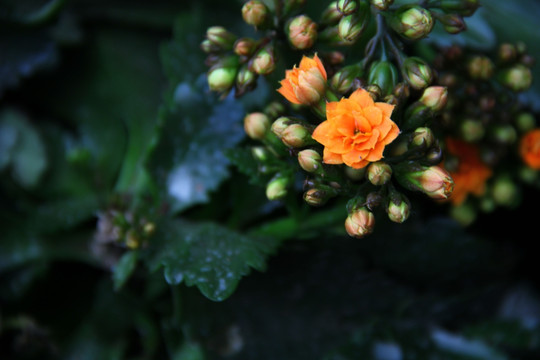 小黃花