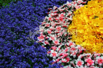 花草 花海 花卉