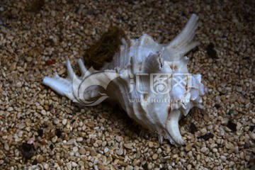 大海生物 贝壳空壳 海螺沙子