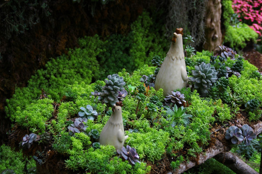 植物 木本植物 花卉植物组合