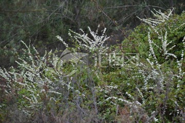 山花浪漫