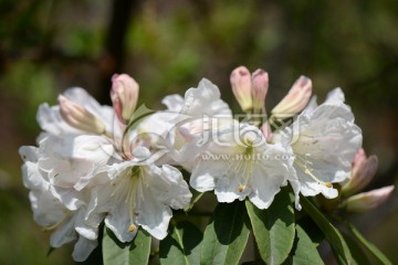 山花浪漫