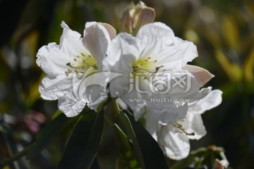 山花浪漫