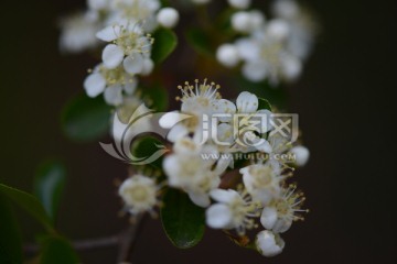 山花浪漫