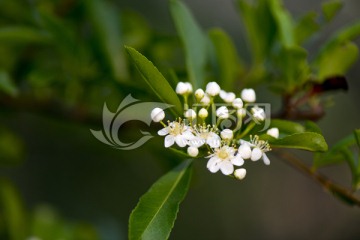 山花浪漫